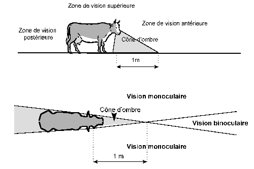 vision des bovins